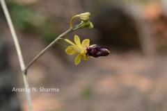 Cottonia peduncularis
